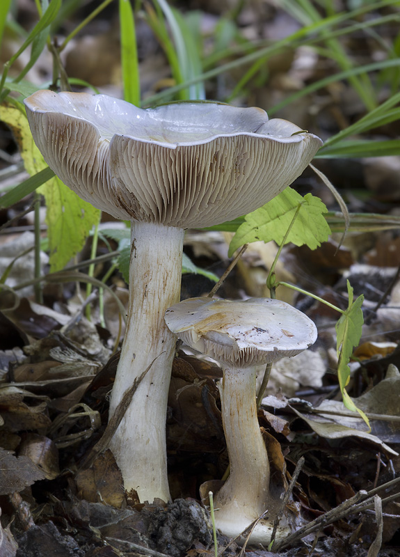 Cortinarius mairei